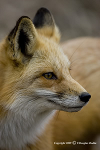 Vfox